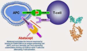 abatacept_abatacept-300x176 Абатацепт (Abatacept) Описание/Инструкция (Украина)